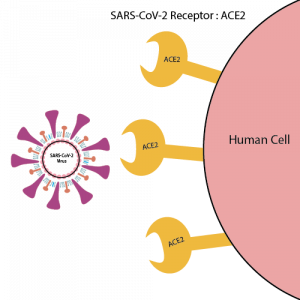 पेशीवरील AC2 ग्राही प्रथिन व विषाणू प्रथिन एकत्र आल्याशिवाय संसर्ग होत नाही.
