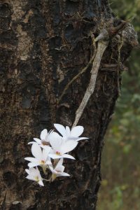 या जंगलात इतरही दुर्लभ वनस्पती आहेत जसे गुलाबी दांडे अमरी किंवा वसंत अमरी (Dendrobium barbatulum), हिलाच इंग्रजीत तिच्या खालच्या पाकळीवर येणाऱ्या केसासारख्या वाढीमुळे बिअर्डेड लीप ऑर्किड असेही म्हणतात. छाया: पियुष सेखसरीया