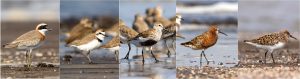 विणीच्या हंगामातील पक्षी [डावीकडून : ‘मोठा चिखल्या’ (Greater Sand Plover),‘केंटीश चिखल्या’ (Kentish plover), ‘करडा टिलवा’ (Dunlin), ‘बाकचोच तुतारी’ (Curlew sandpiper),‘कवड्या टिलवा’ (Sanderling)] छायाचित्र रमेश शेणाई