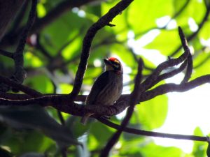 "टुक, टुक" अशा सततच्या गाण्यामुळे नाव पडलेला तांबट पक्षी मुंबईत उन्हाळ्यात सहज दिसतो.