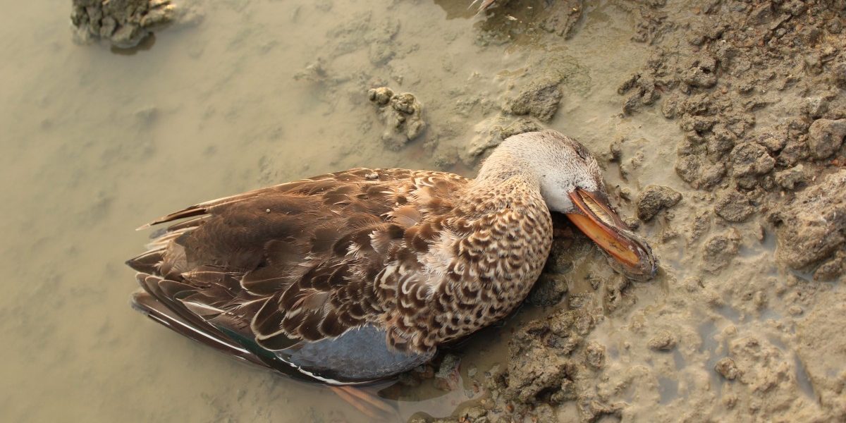 ‘सांभर’मधील पक्ष्यांच्या मृत्यूंच्या कारणाबाबत मतभेद