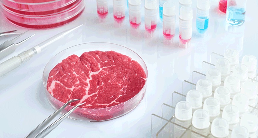 पेशी शेती तंत्राचा वापर करून मांस निर्मिती