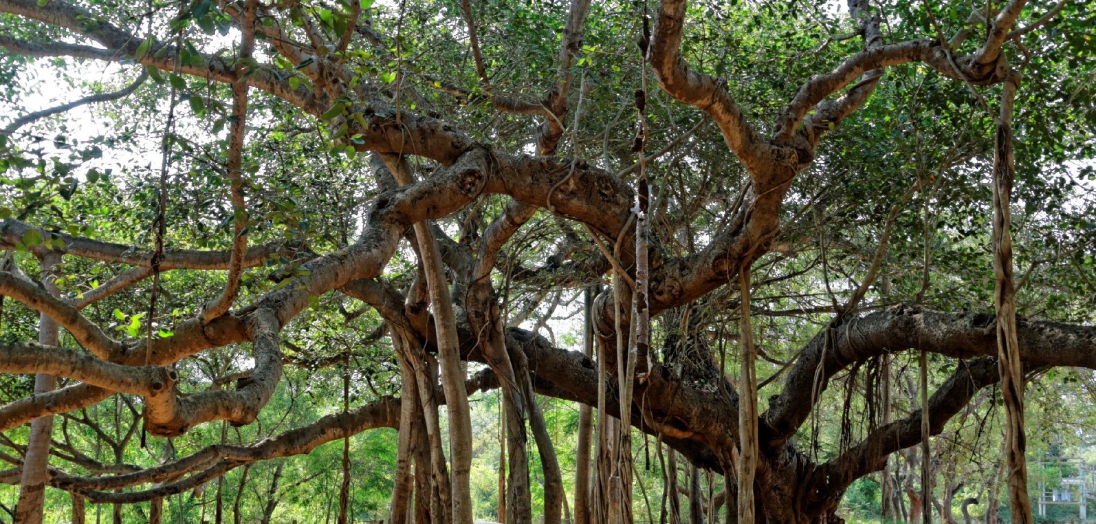वृक्षः शाश्वत जीवनाचा अशाश्वत अंश