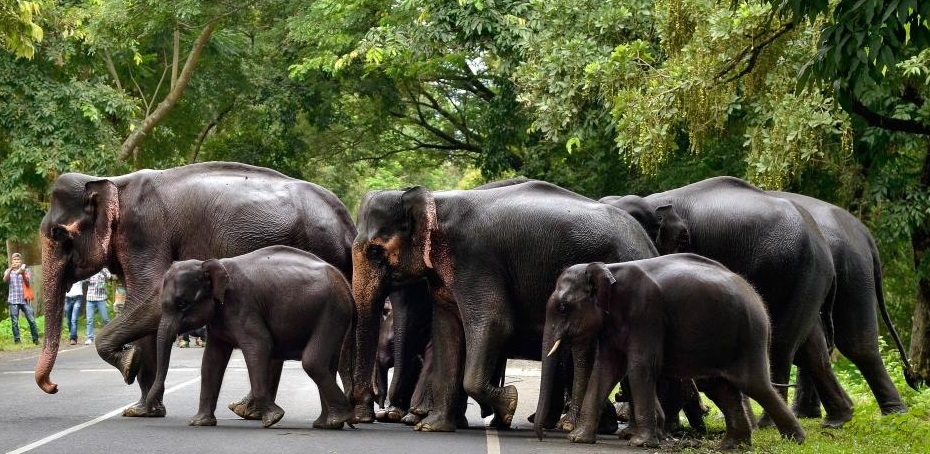 २०२१मध्ये देशभरात ४९ हत्तींची शिकार