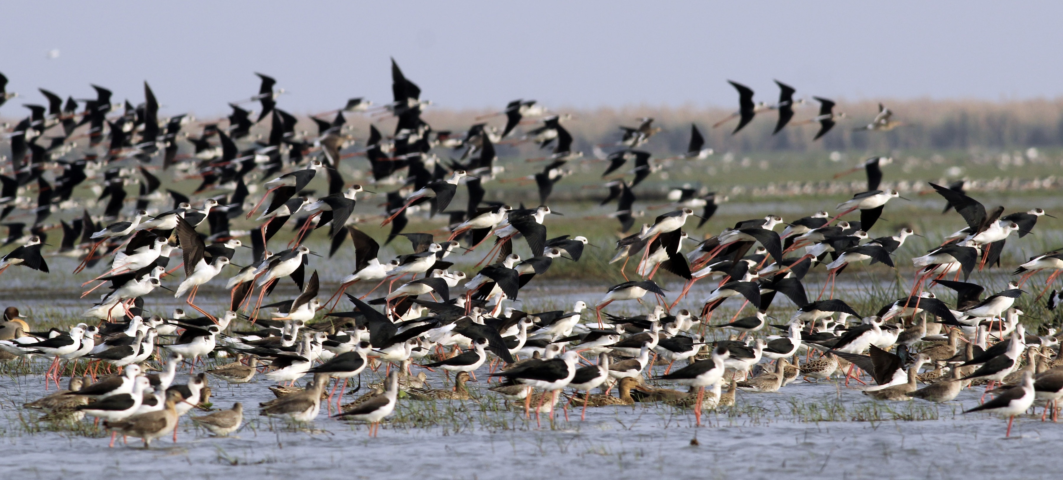 समुद्र किनारी पक्षीः किनारपट्टी, पाणथळ जागेचे सूचक